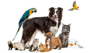 Sortext_Customers_(540x320)_Kito